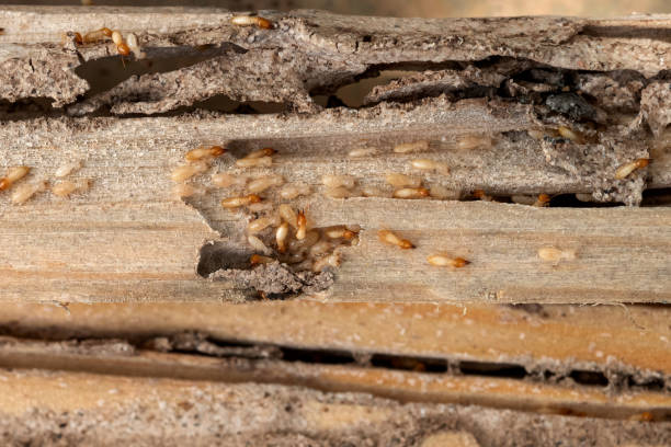 Best Best Pest Control Near Me  in Sleepy Hollow, IL